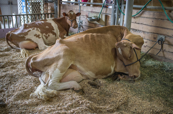 Two cows resting, Iowa State Fair, 2012